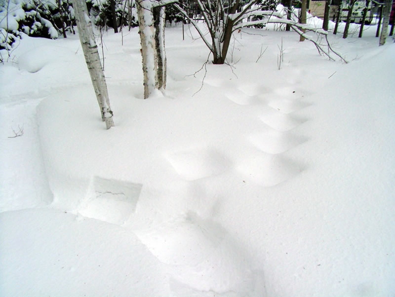 雪の庭の飛び石。